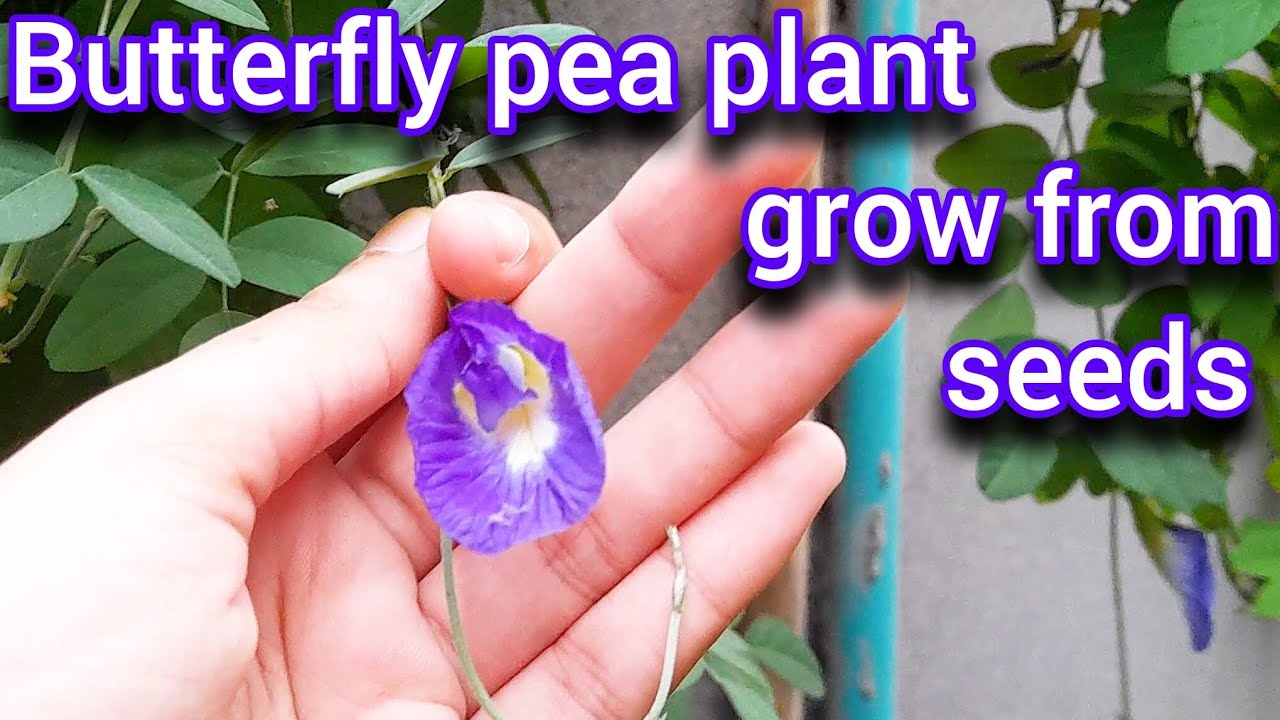 Butterfly pea plant grow from seeds🪴🌱