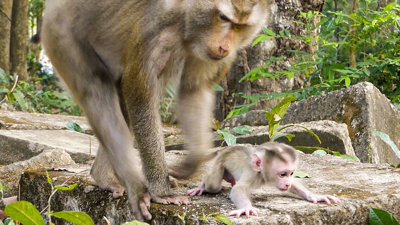 Silent nature scenes |Monkey Libby shows her baby Levy how to walk in stable move