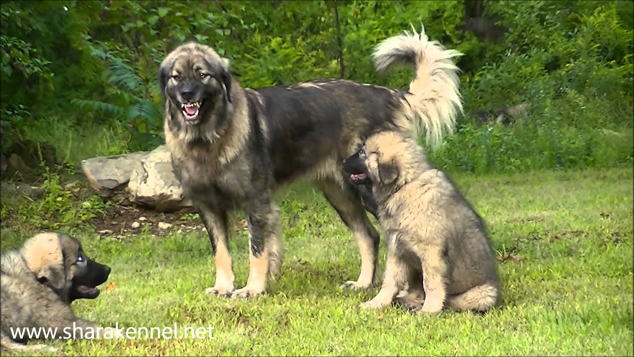 Sarplaninac-Sharplaninatz