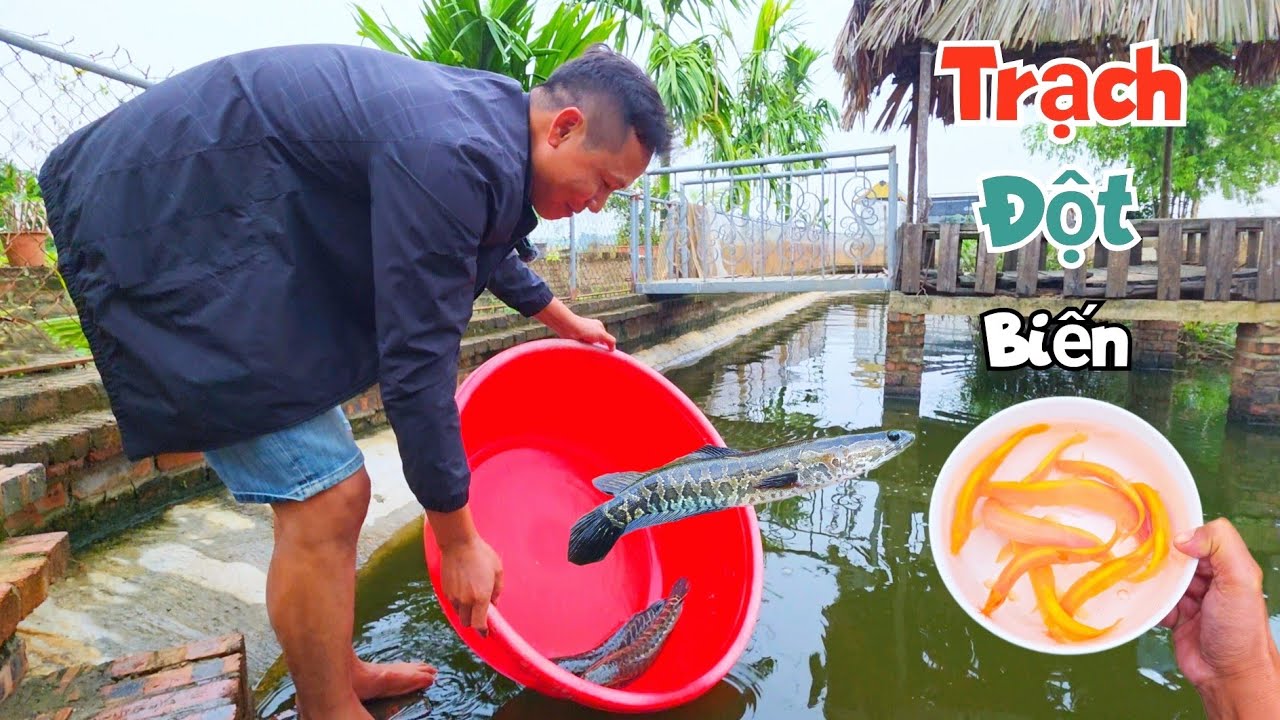 Thả Hết C&aacute; V&agrave; Chuối Hoa Xuống Ao V&agrave; Được Tặng Trạch Đột Biến Mắt Đỏ Rubi / Quế Nghịch