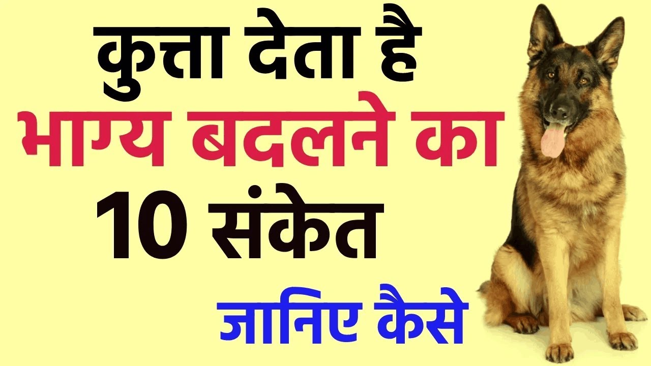 कुत्ता के बताये हुए 10 शुभ संकेत | कुत्ता से जुड़े शकुन-अपशकुन |घर में कौए का आना देता है ये 10 संकेत