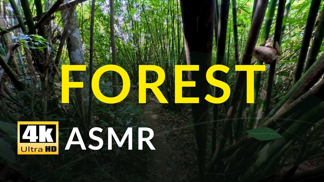 4K Walking ASMR | Birds Singing & Nature Sounds for Deep Sleep/Study Calming Wind and Relaxation