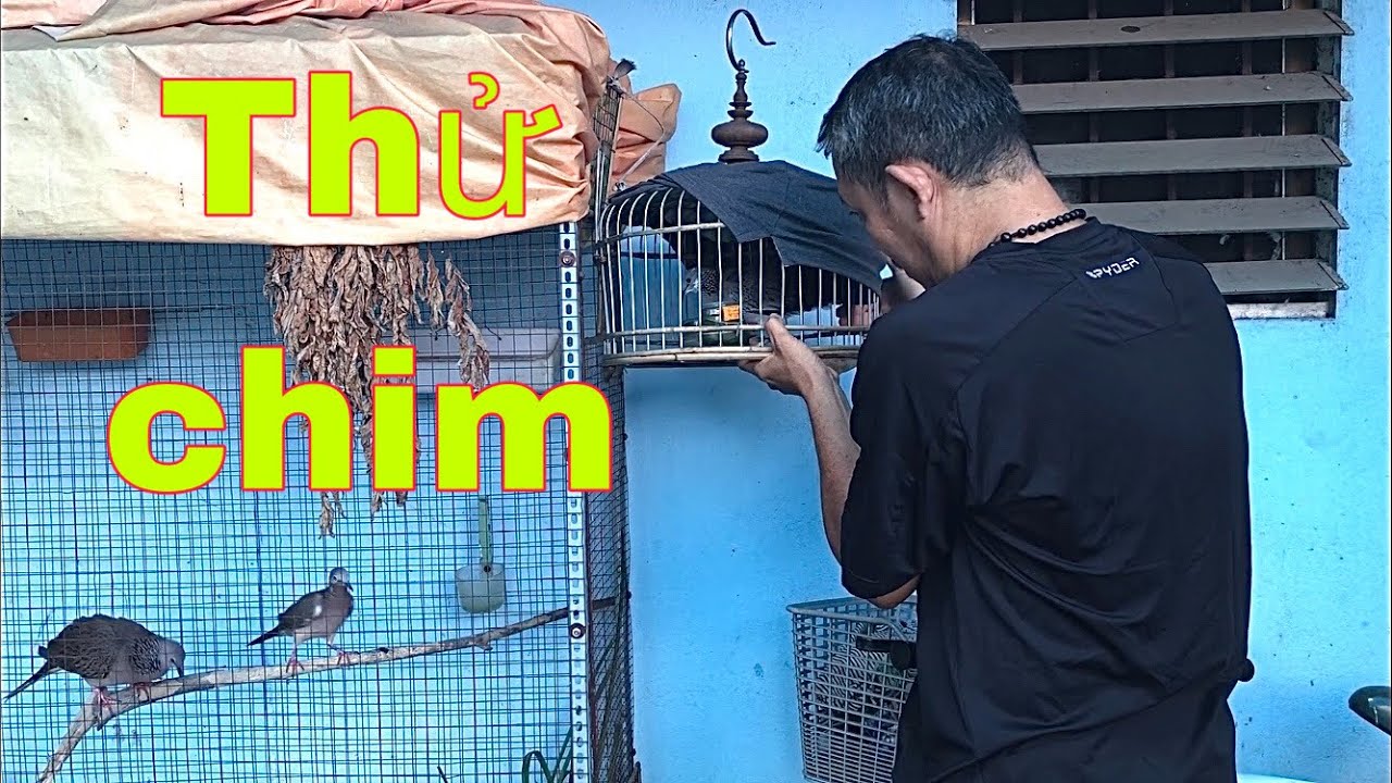 Bổi Việt chạm mặt Thái bông- Thử độ lỳ mời anh em xem vui/Chimcugay