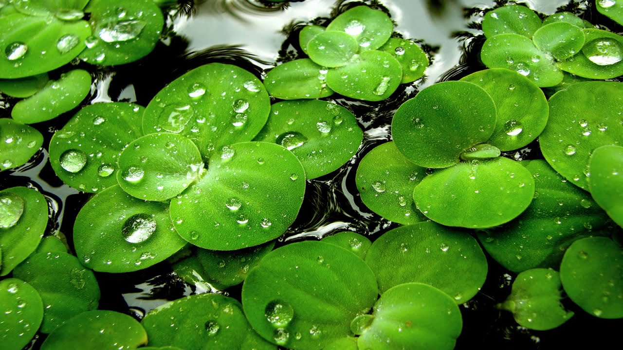 Зелений колір  Кольоротерапія