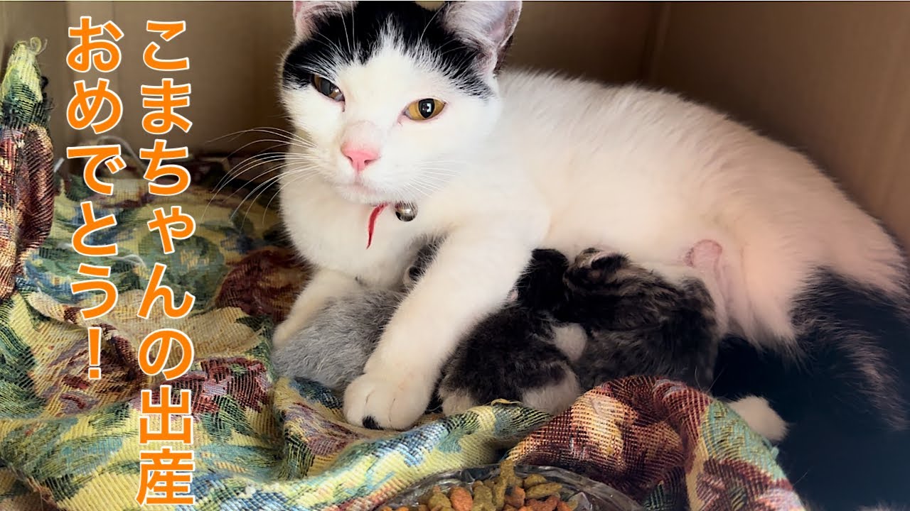 まだ1歳にもならない子猫のこまちゃんが出産！出産シーンあり。胎盤映ります。