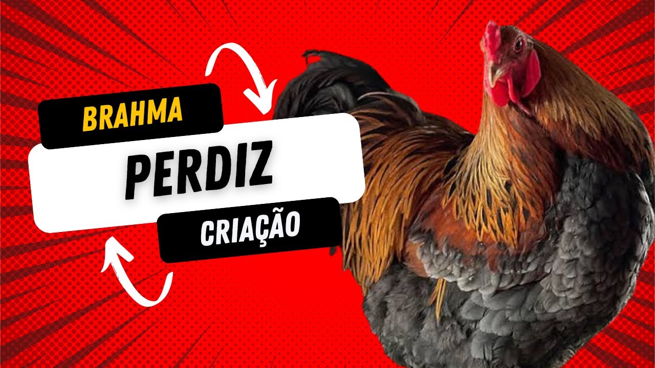 Brahma Perdiz: A Galinha Gigante Que Dá Lucro!