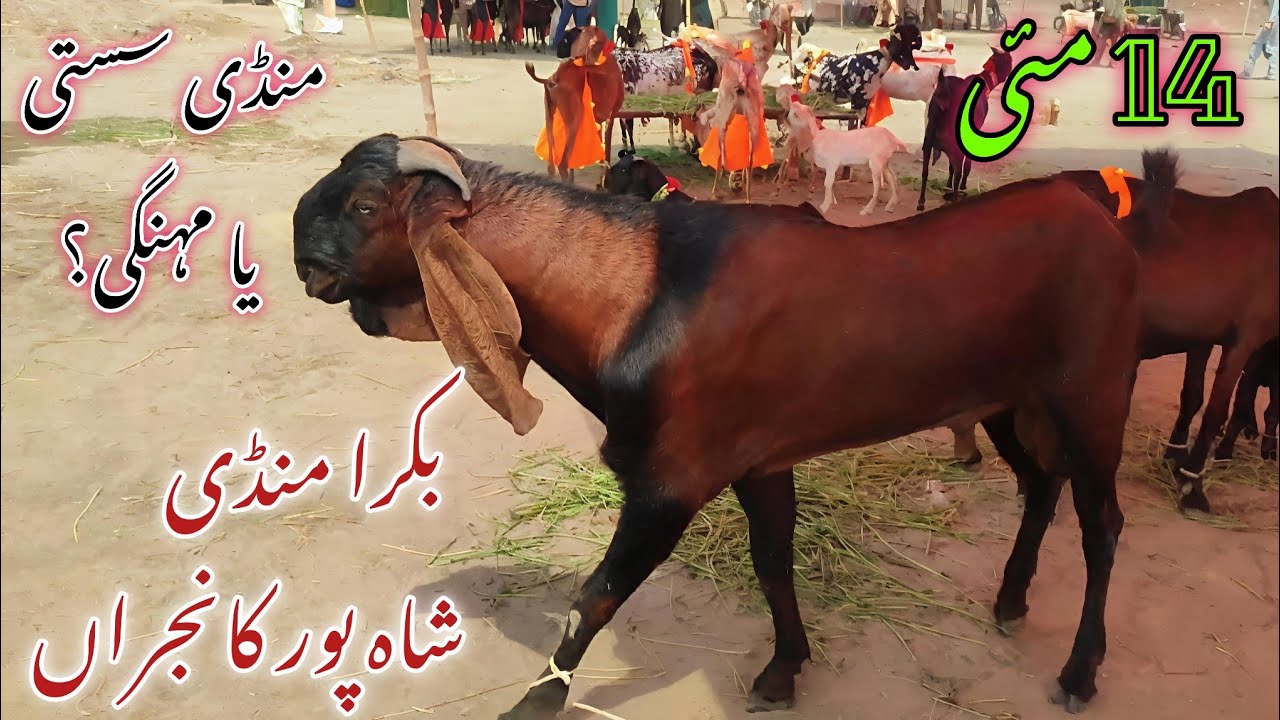 Mandi Sasstti ya Mhengi? latest update Shah pur khanjra Mandi update