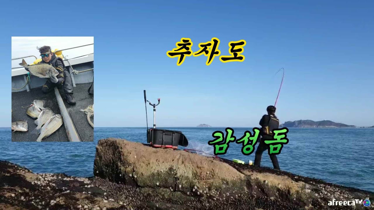 추자도 감성돔 찌낚시 대물과 마릿수