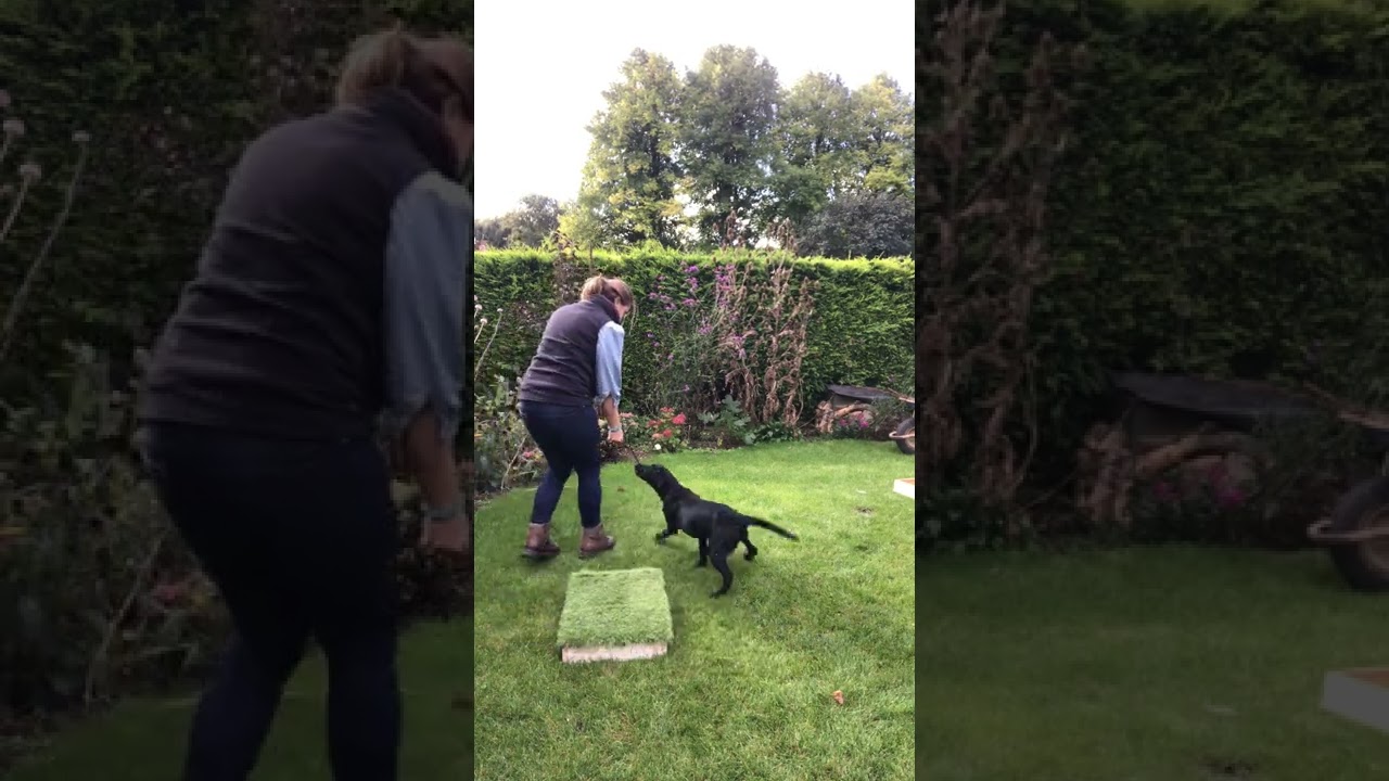 Placeboard to Gundog Peg dog #1