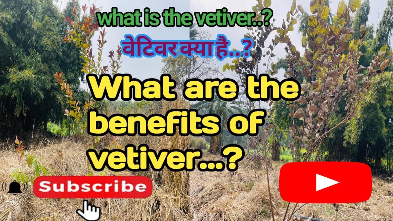 What is Vetiver..?/ what are the benefits of vetiver..?#agriculture #vlog #video #farming #farmer 