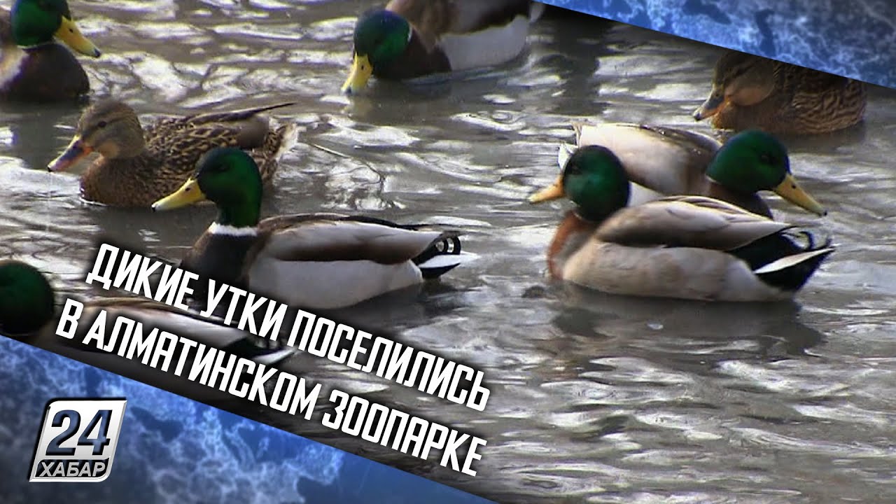 Дикие утки поселились в Алматинском зоопарке