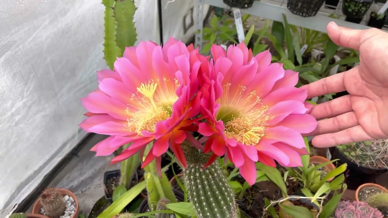 Echinopsis ‘Flying Saucer’, ‘Apricot Glow’, and other cactus blooms