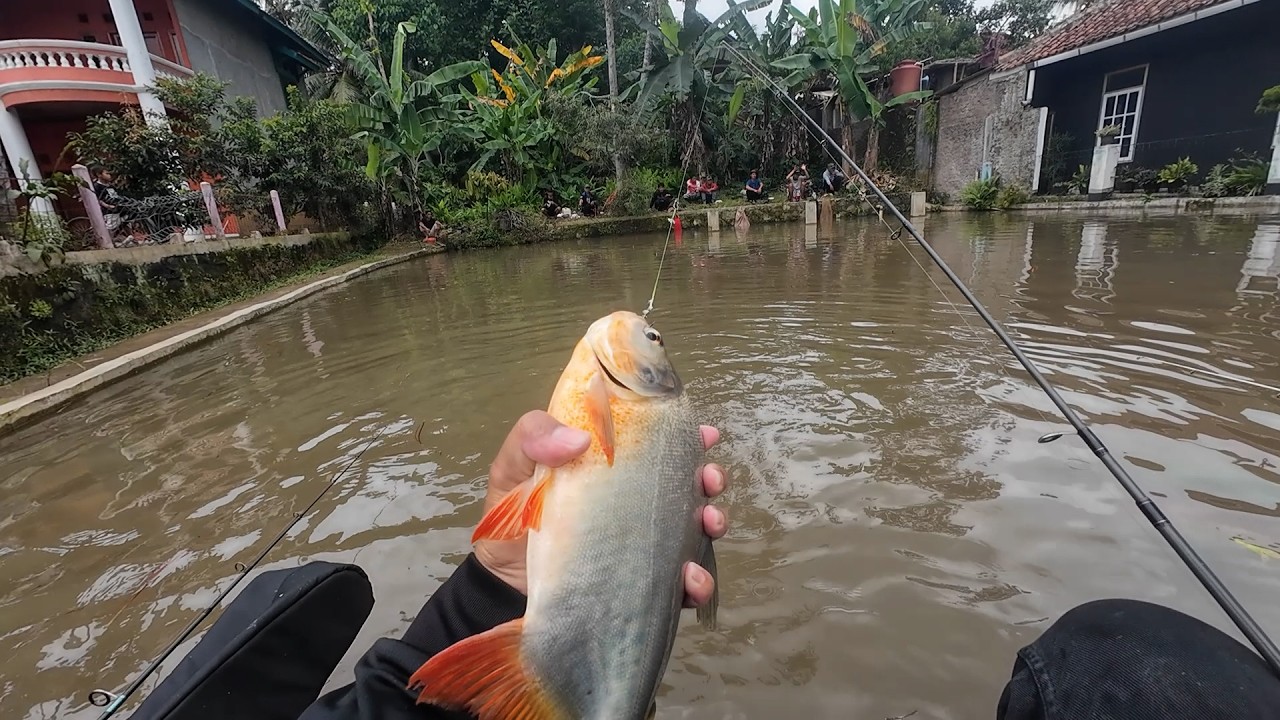 Mancing Borongan Rp 4 Juta Bawal Babon Umpan Tahu Tempe Telur Puyuh