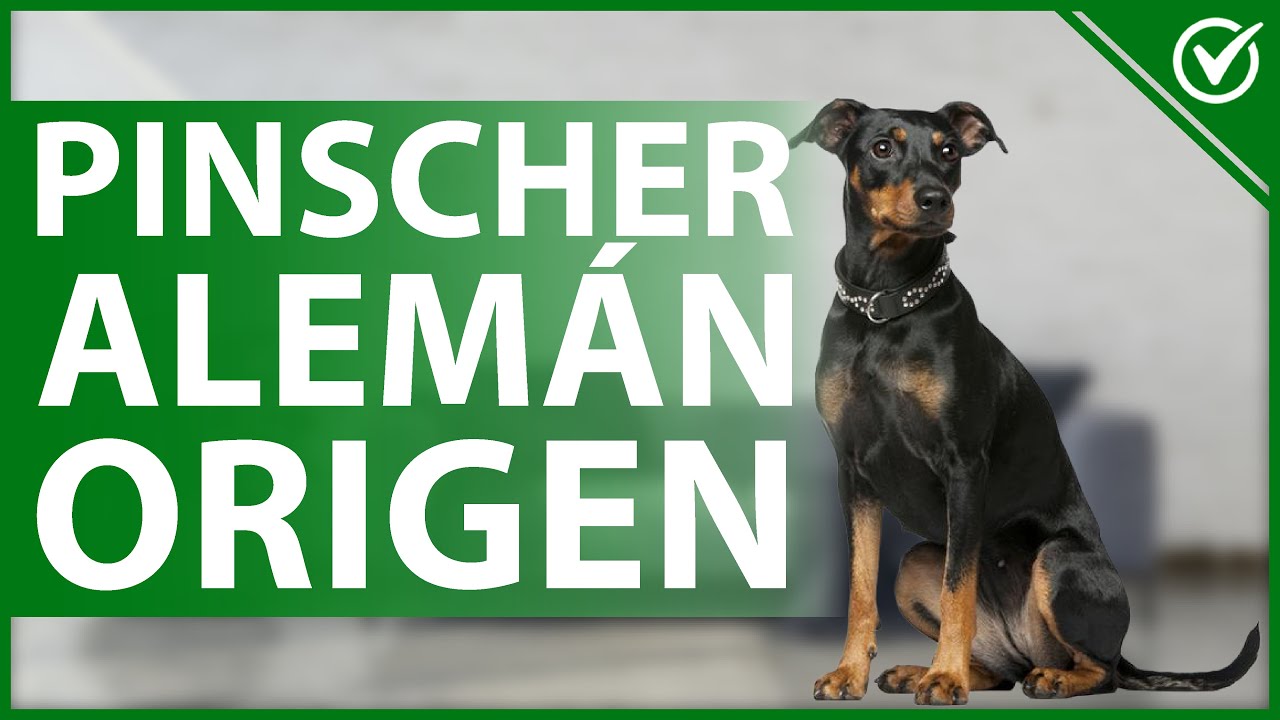 🐕 PINSCHER ALEMÁN: Origen, características y temperamento 🐕