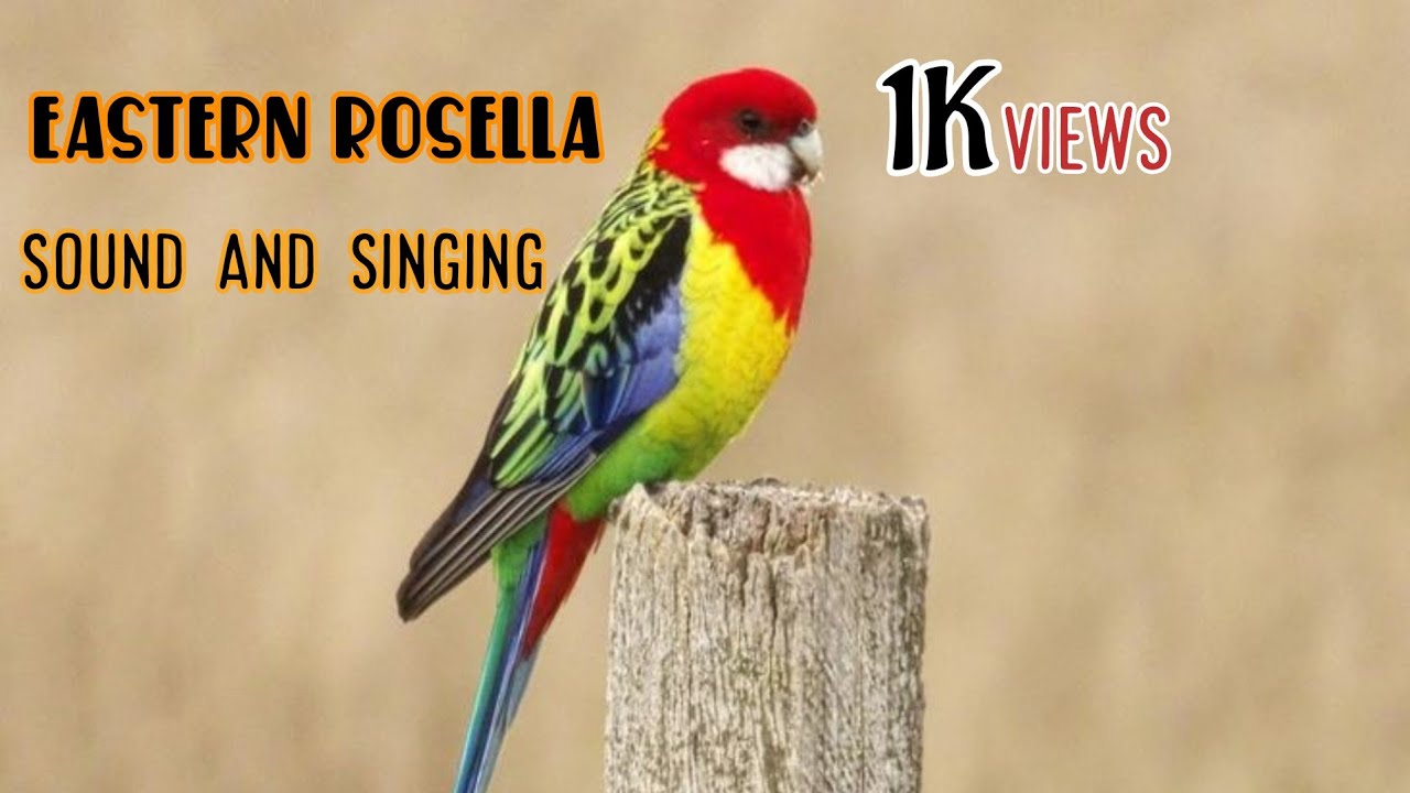 Rosella bird best sound and singing . if you want your bird sing play this #birds #rosella #like