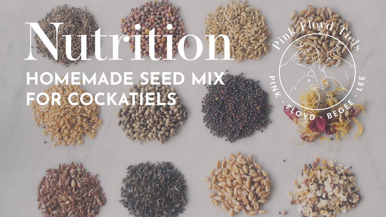 BIRD NUTRITION: Homemade cockatiel seed mix