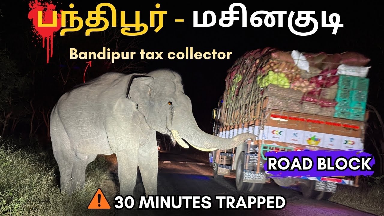 Bandipur–Masinagudi Forest Road Night Experience 😱 | யானை அடைத்த சாலை