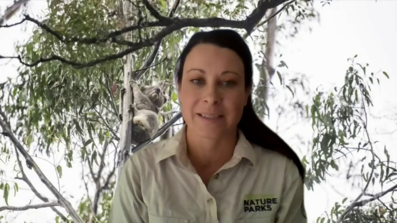Bushfire-affected koalas finally home