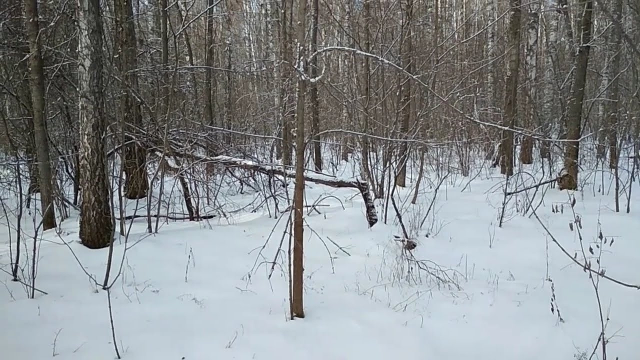 Прогулка с собаками по зимнему лесу | Часть 1