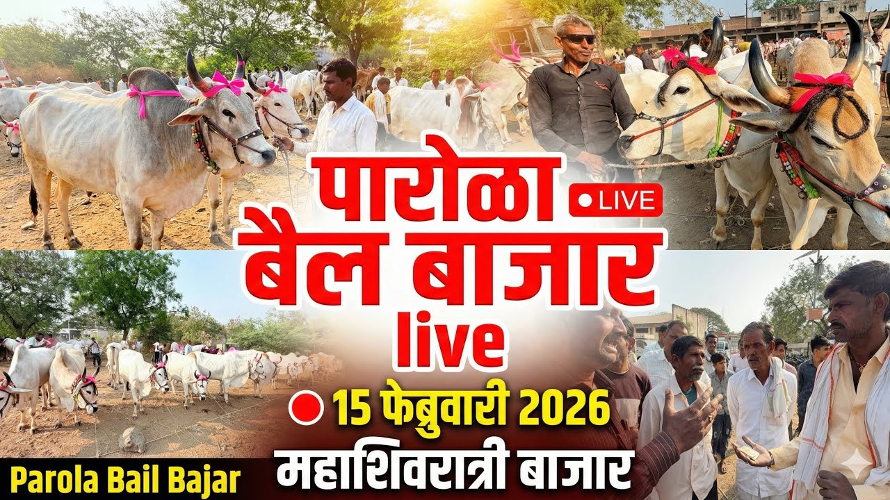 पारोळा बैल बाजार live 🔴 15 फेब्रुवारी 2026 ￼ महाशिवरात्रीचा बैल बाजार Parola Bail Bajar #bailbajar 