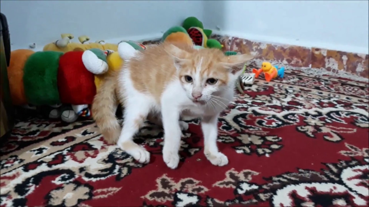 Very angry kitten Hissing & Growling on another Kitten and Attacks Dolls...