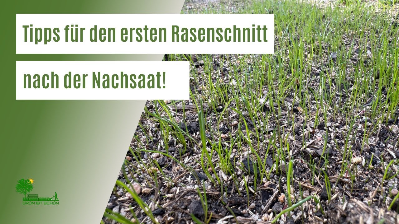 Wann darf ich den Rasen nach dem Nachsäen das erste Mal mähen? 🤔 | Tipps für den ersten Rasenschnitt