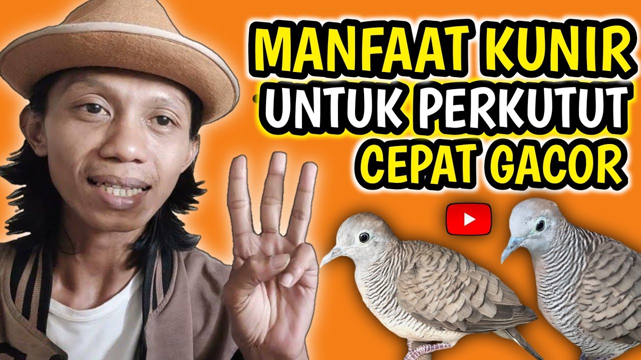 MANFAAT KUNIR UNTUK BURUNG PERKUTUT