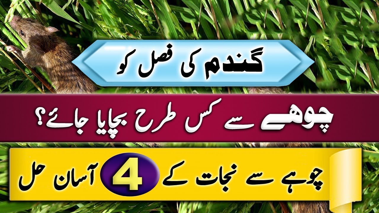 How to control Field Mouse in Wheat crop || Crop Reformer