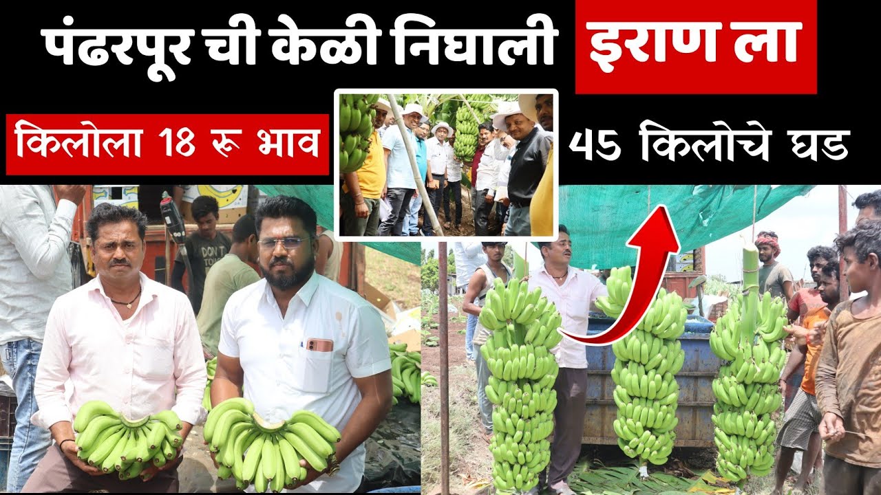 पळशी गावची केळी निघाली इराण ला/किलोला भेटला 18 रु दर/निघाले 45 किलीचे घड
