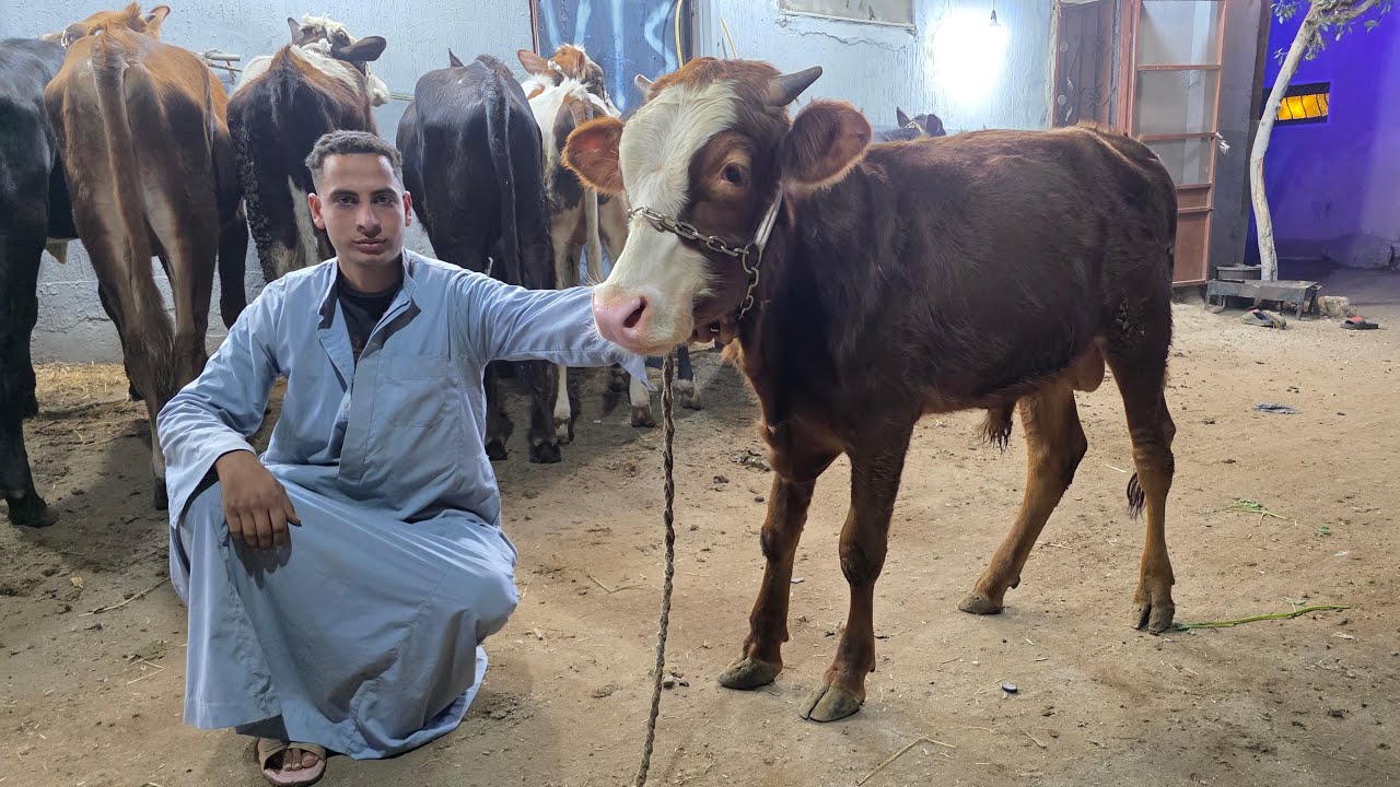 مفاجأة من العيار الثقيل عجول استنباط سلالات عالية تحويل عالي بيور وخليط عالي أسعار من 28 الف فرصة