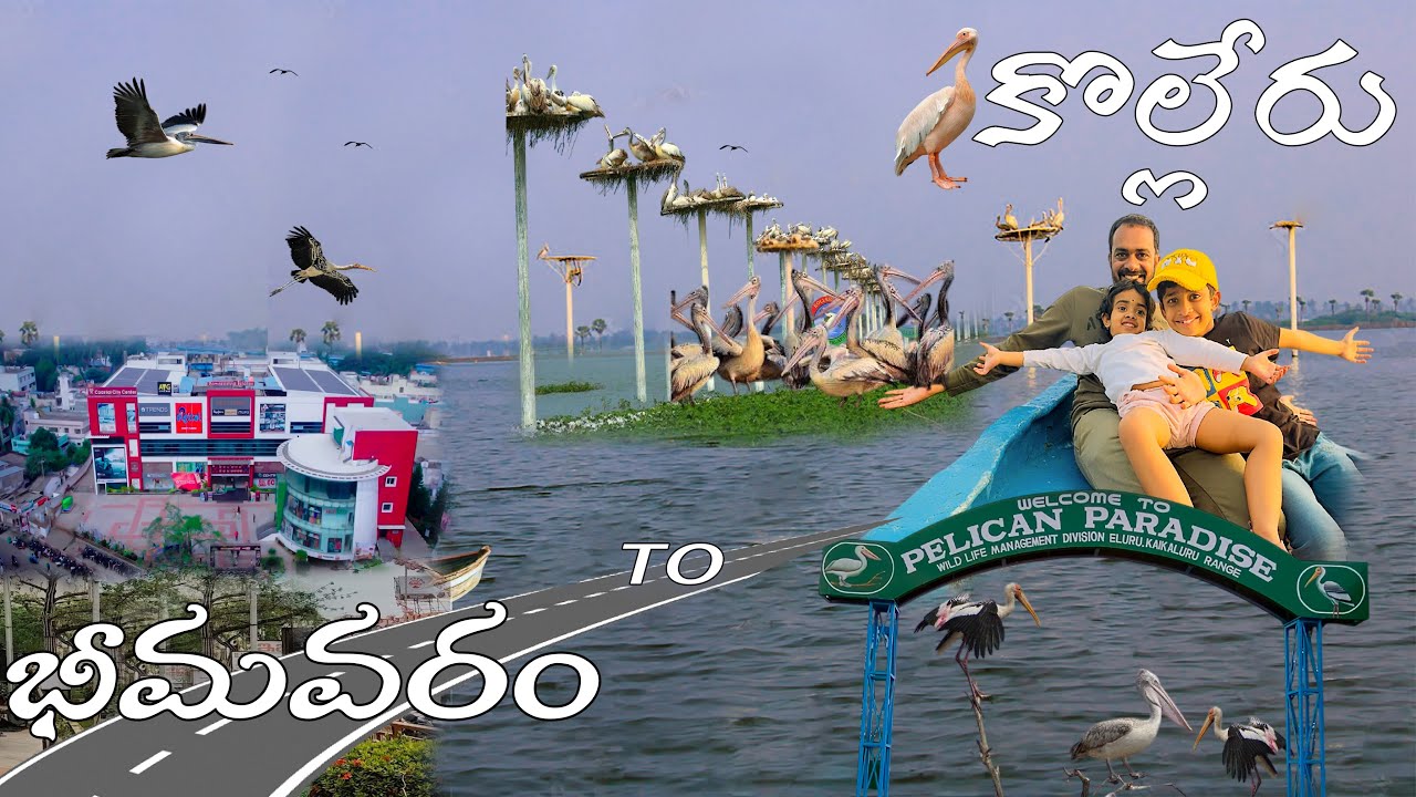 Kolleru bird sanctuary ||ఆటపాక, కృష్ణ జిల్లా ||kolleru ||​⁠​⁠@godavarifamily155