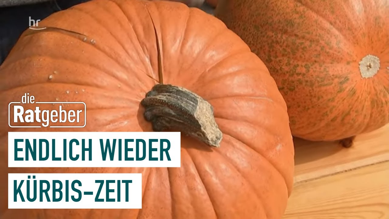 Endlich wieder K&uuml;rbis-Zeit | Die Ratgeber