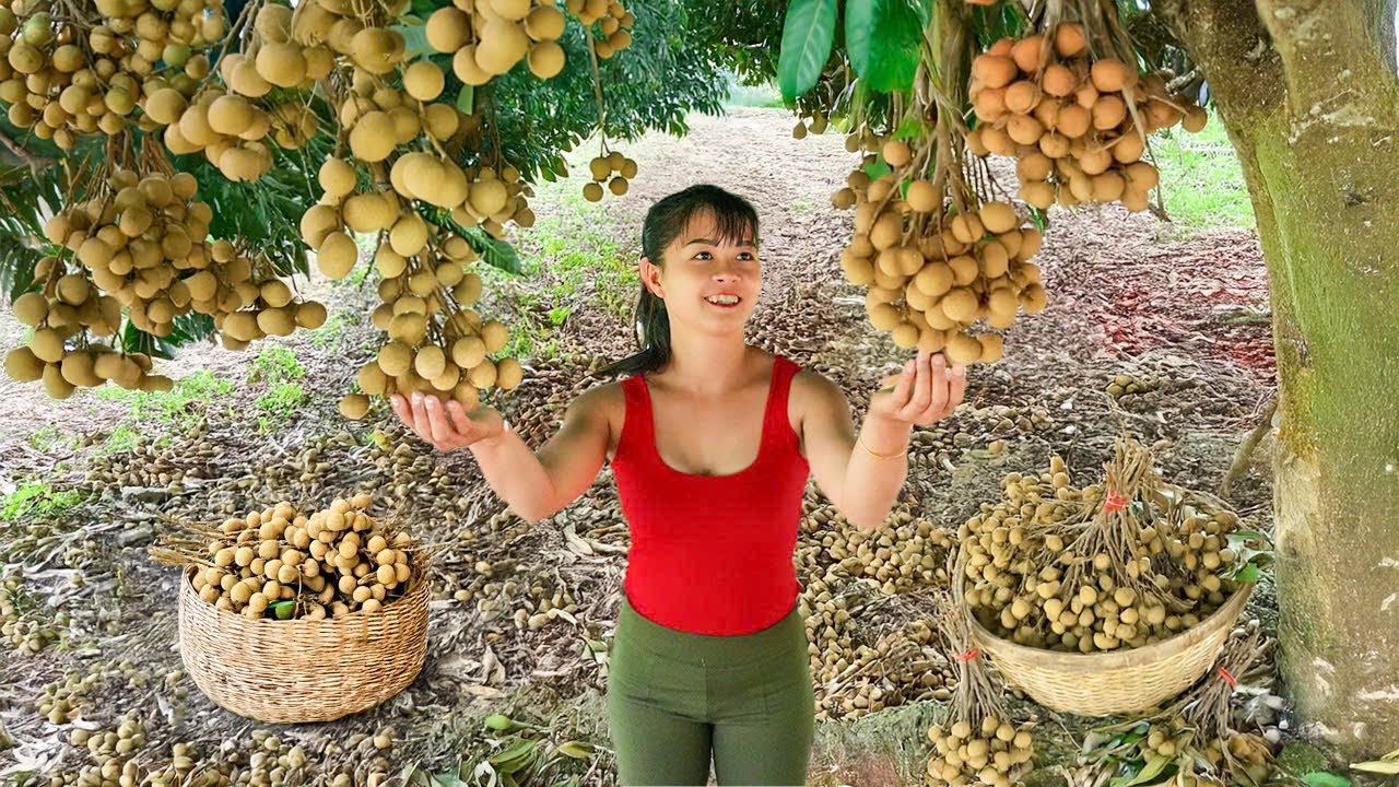 Harvesting 1000+ Longan Fruit and Selling at the Market &ndash; Caring for Farm Animals