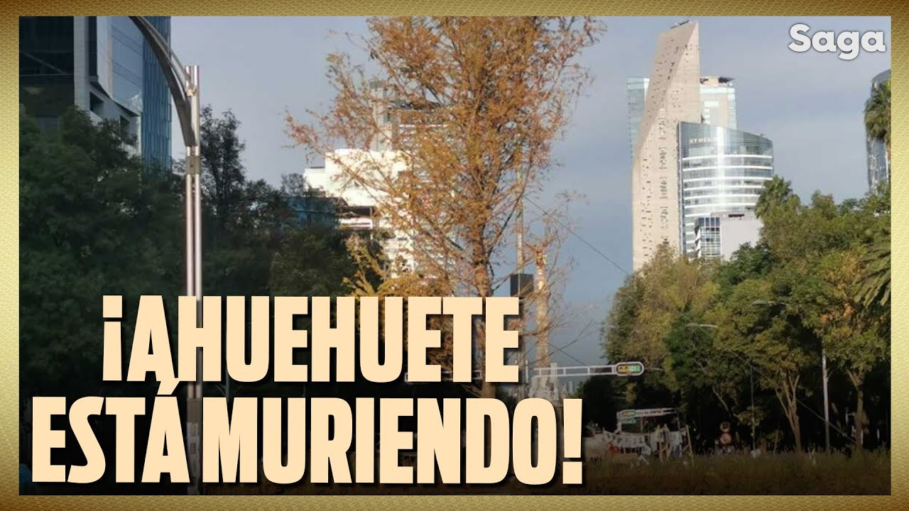 El Ahuehuete de CDMX está agonizando; tiene los días contados: experto