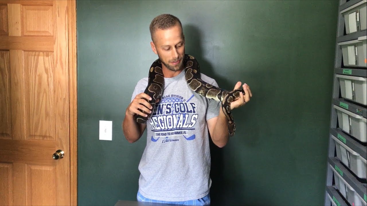 Monster Ball Python! Episode #1