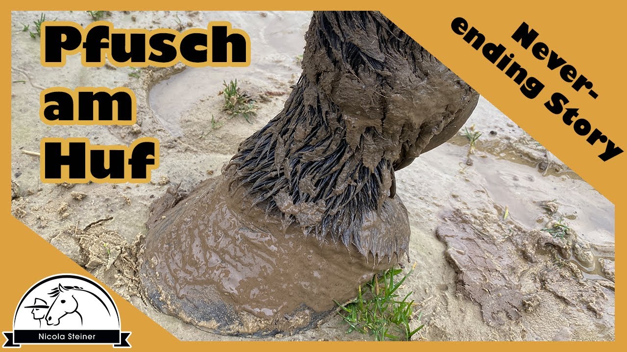 Pfusch bei Hufbearbeitung - der neue Hufschmied war ein Griff ins Klo: Es war doch Rehe | Update