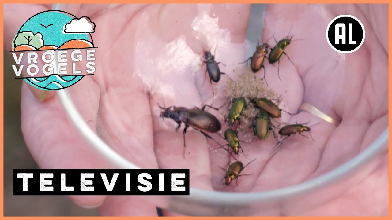 Strategieën van loopkevers | TV | Vroege Vogels
