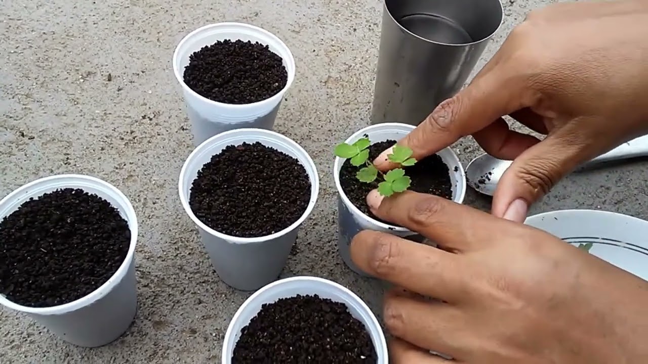 Plantando Morango a partir da Semente
