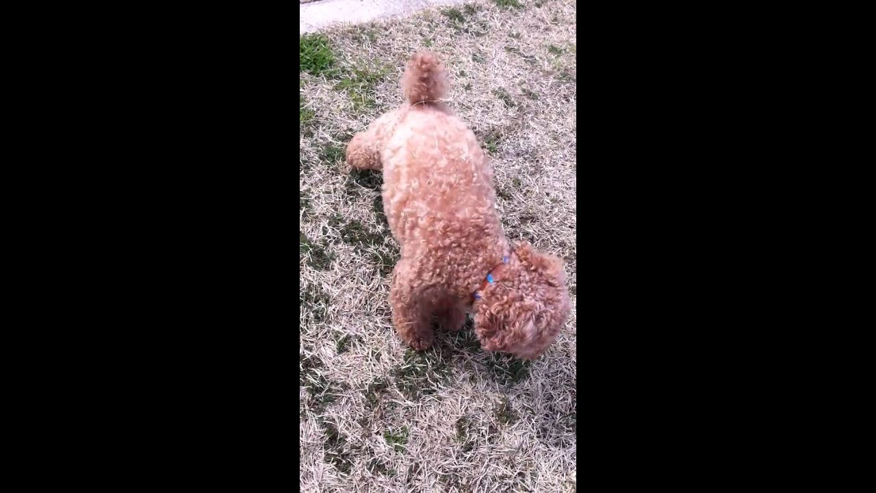 Toy poodle seizure NOT FUNNY　痙攣犬