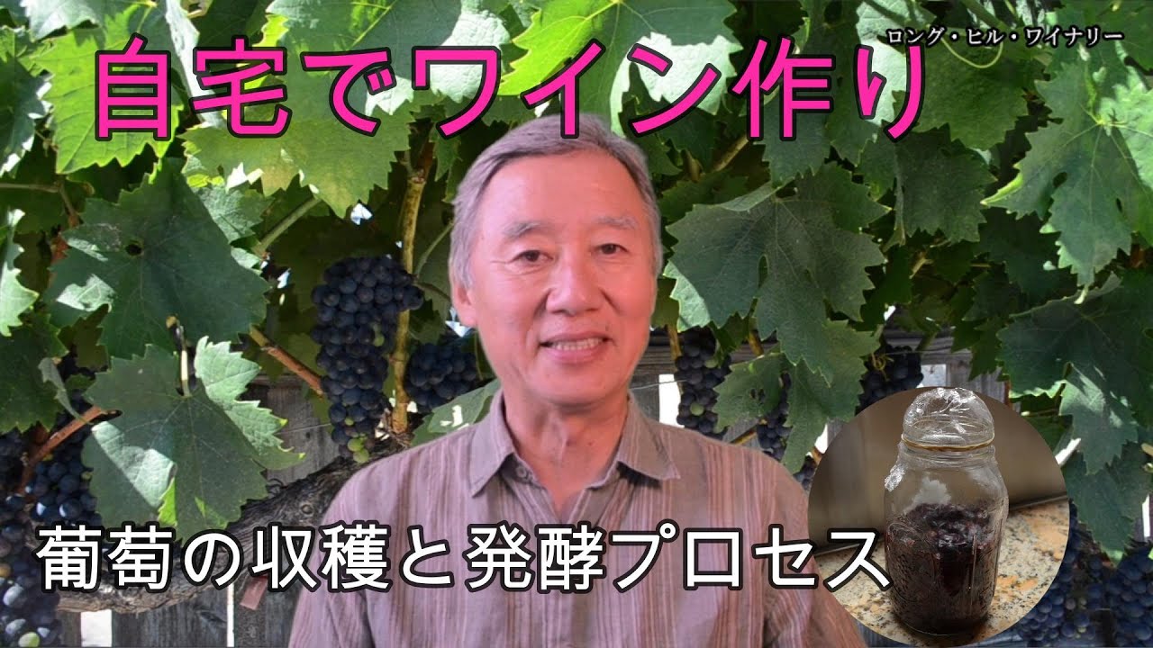 【自宅でワイン作り】葡萄の収穫と発酵（プロセス１）