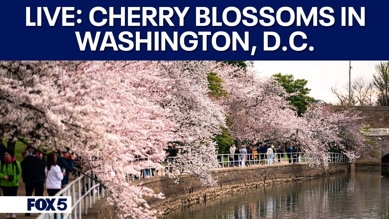LIVE: Cherry Blossoms in Washington, D.C.