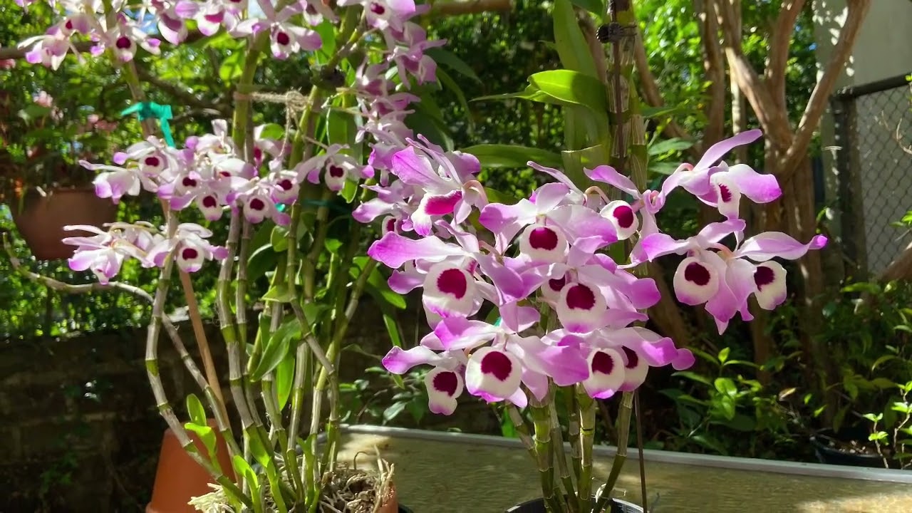 2340 讓原生金釵石斛盡快爆花 species Dendrobium nobile