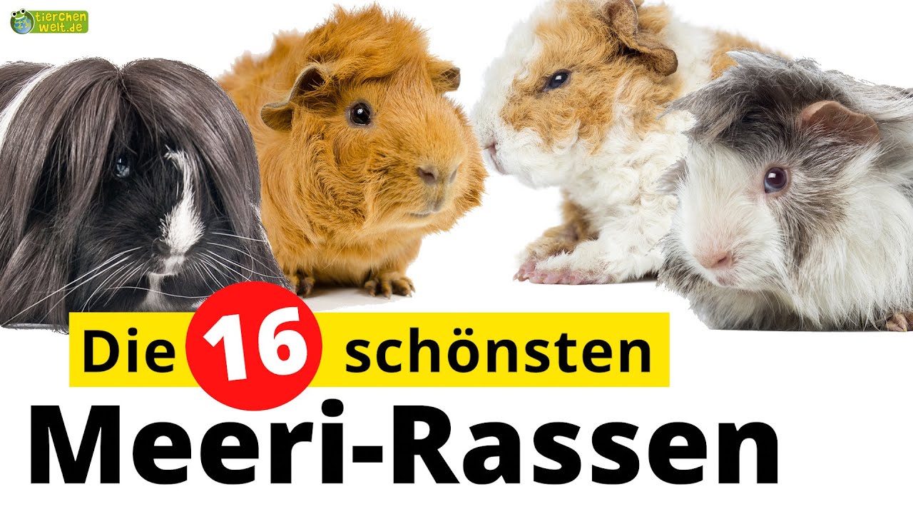 Top 16 - Die schönsten Meerschweinchenrassen