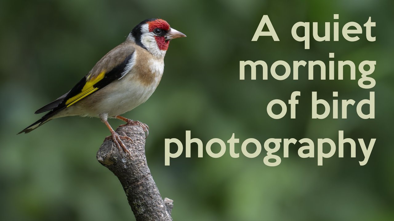 A quiet morning of Bird Photography - a video of subtle sounds