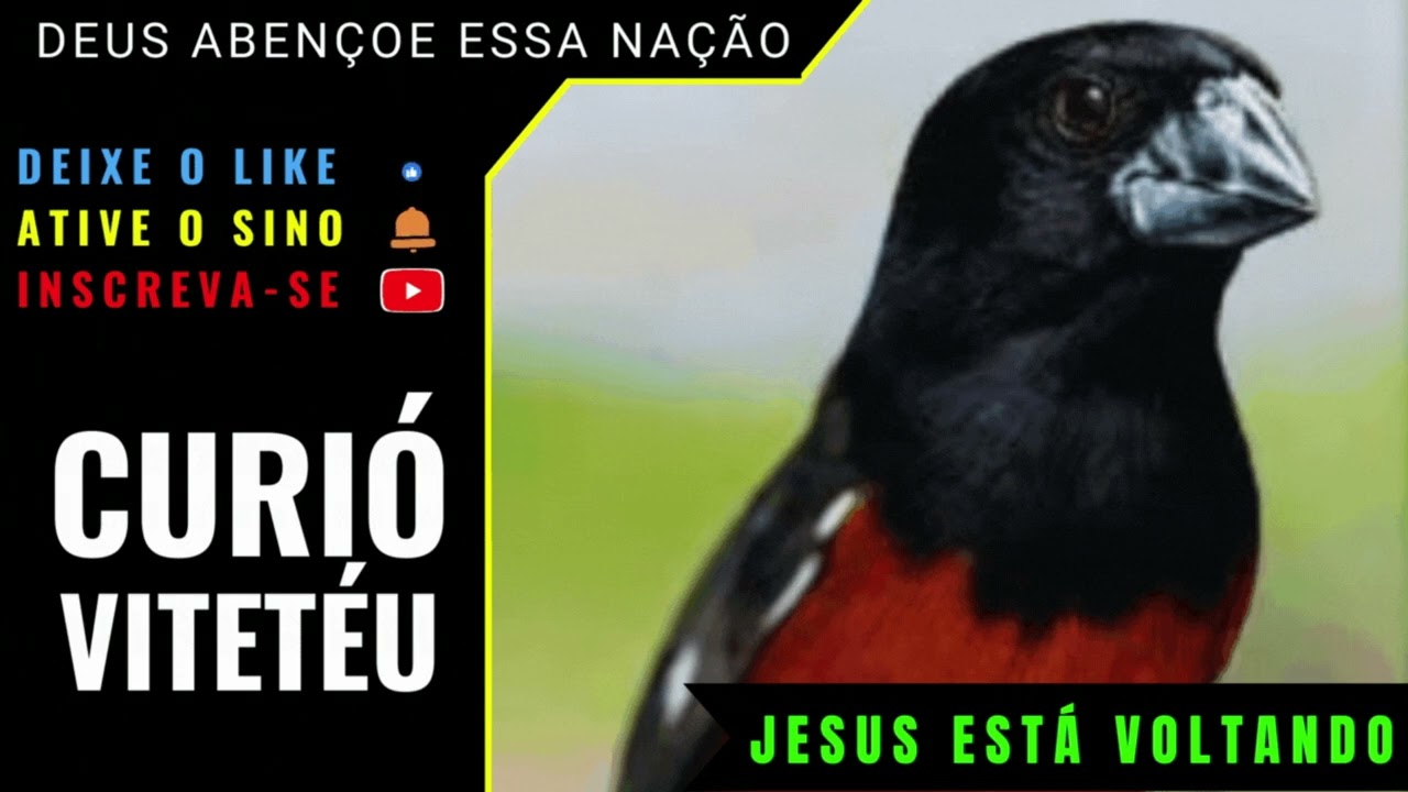 🟢 - CURIÓ CANTO VÓ VÓ VIN VIU TE TEU.