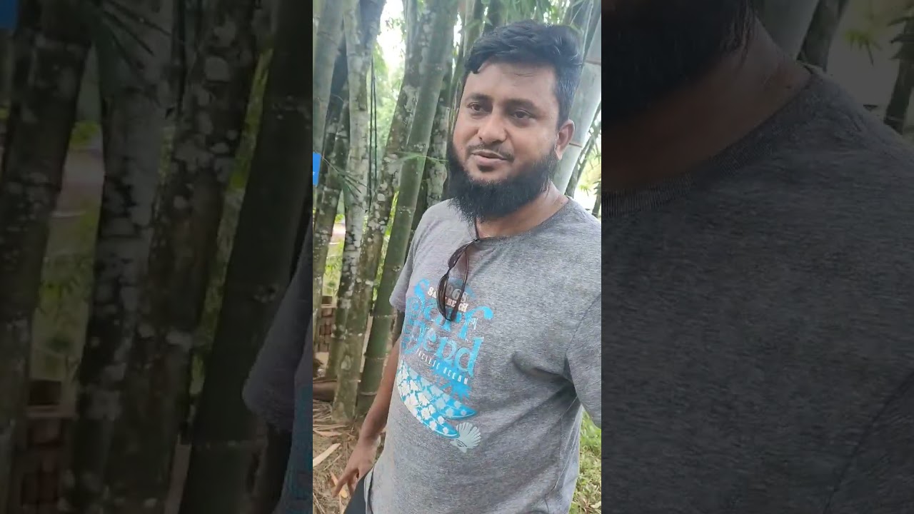 Bhudum Bamboo. Rare species of bamboo. #shorts #viral #youtubeshorts