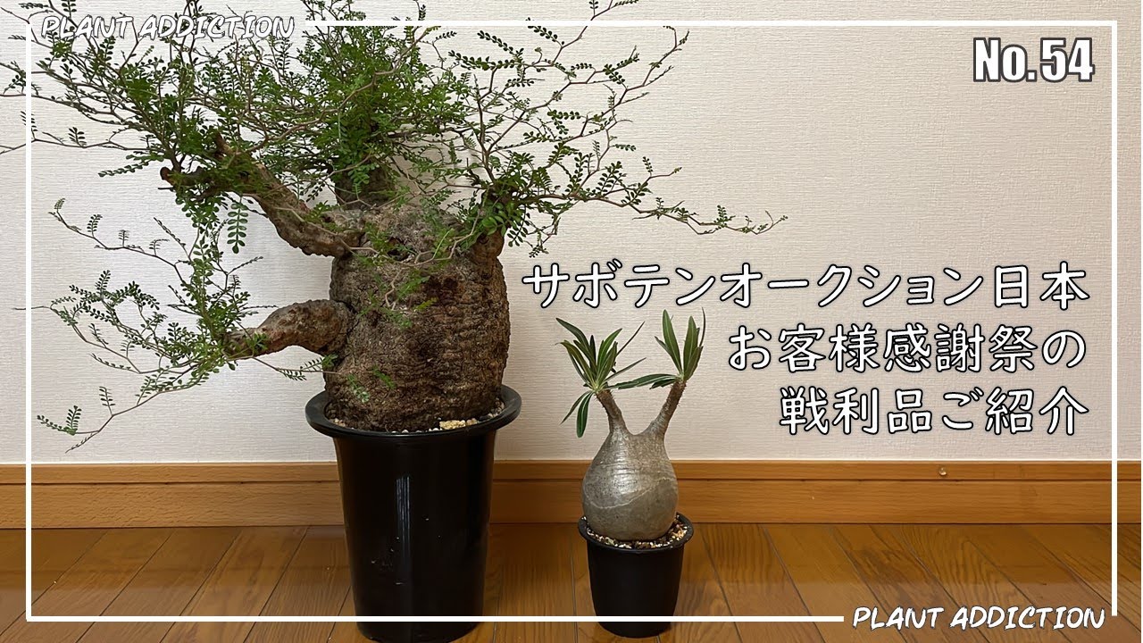 2022年9月　サボテンオークション日本さんお客様感謝祭戦利品紹介！No.54