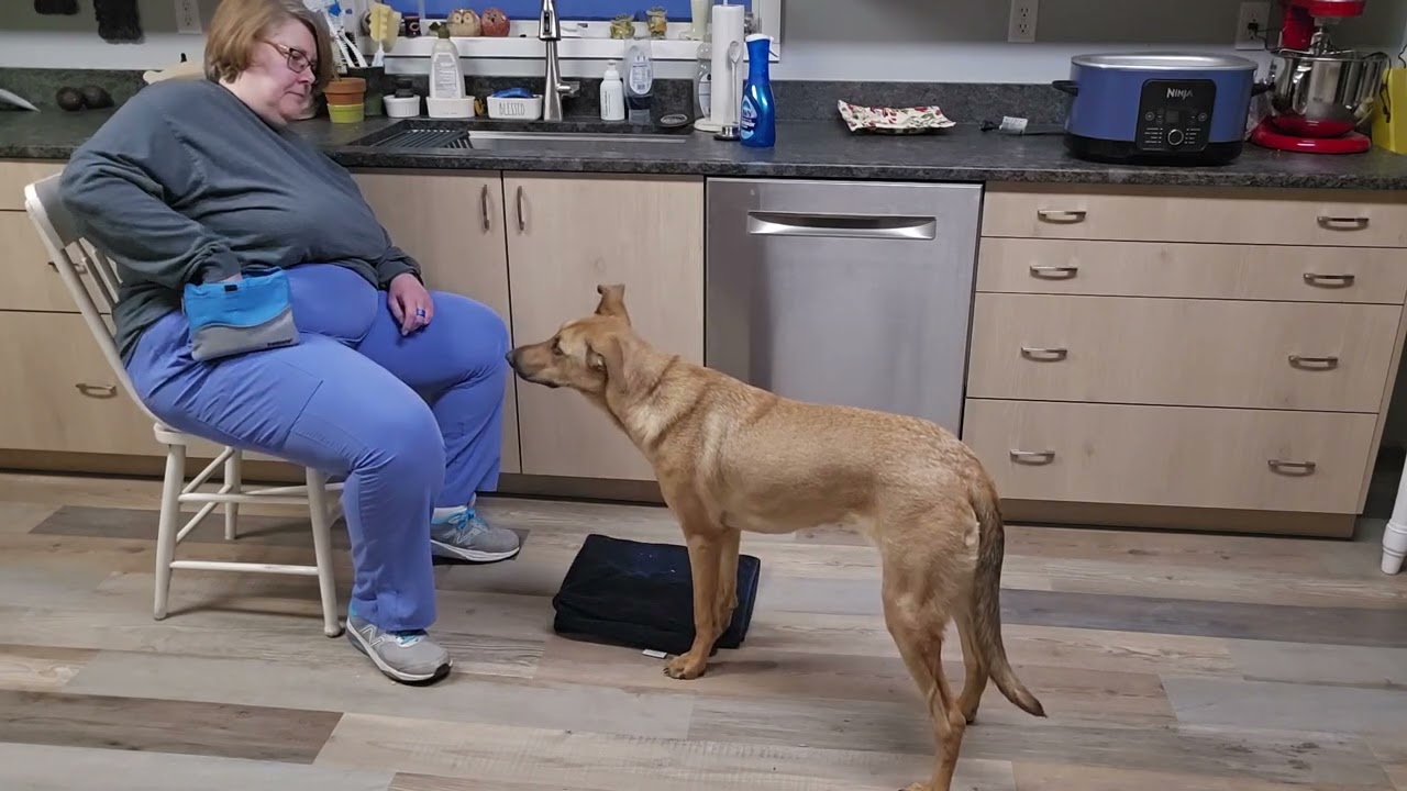 20.2 train second dog. 2
