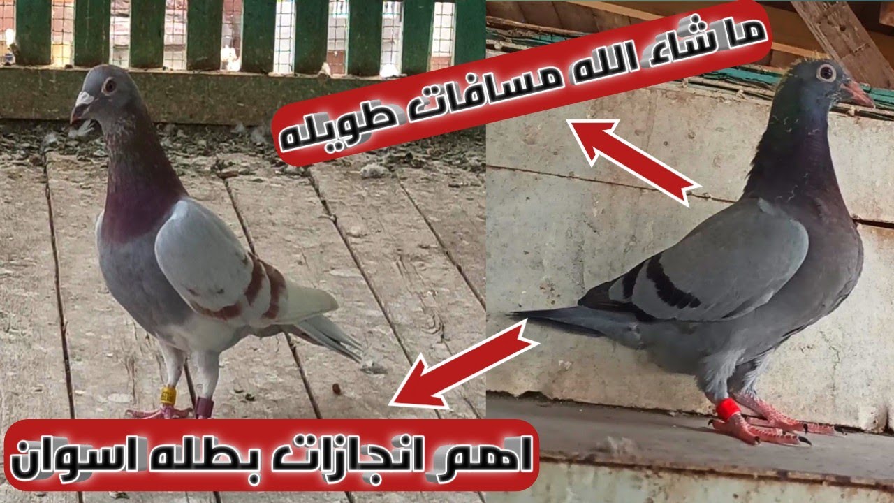 ما شاء الله فرغ البطل ايمن انور اللهم بارك مسافات طويله واهم انجازات ثالث حمامه دخلت من محطه اسوان🥰