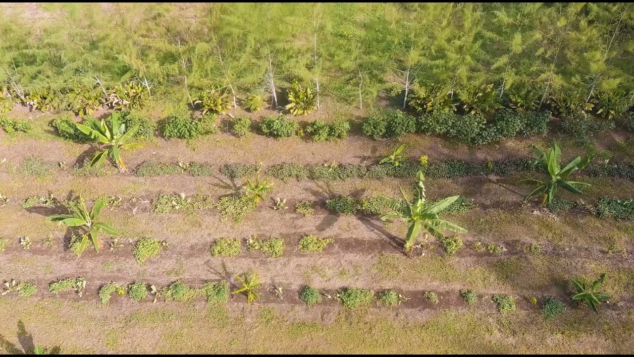 Episode 3 - Resilient Crop VARTC Sanma